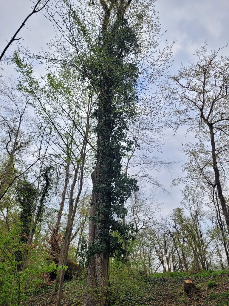 Big tree in an urban forest with ivy and other species on it. 