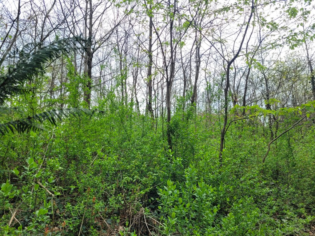 Young, regenerating forest with medium-height trees planted 15 years ago.