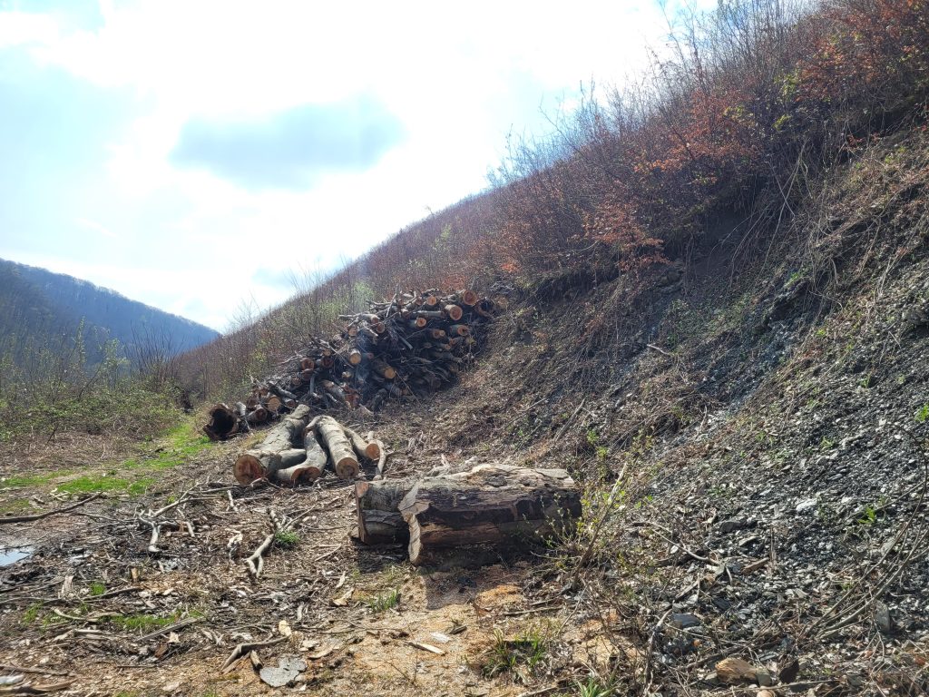 A naturally regenerating beech forest in Zagreb during spring. The stand is medium-high and still sparse, with a few felled tree trunks lying in the foreground.