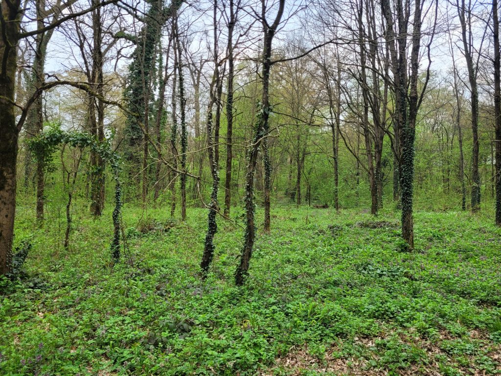 Natural reforestation in the urban Zagreb Forest, Maksimir Park, showing young trees with lots of samller plants covering the forest floor.