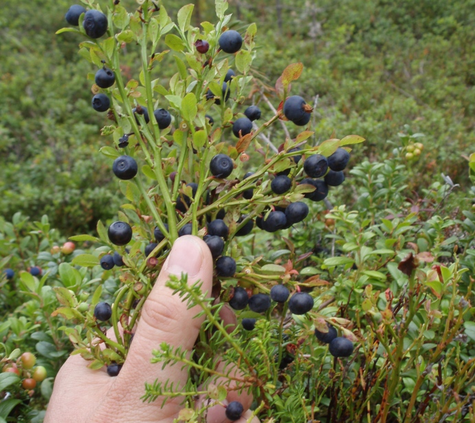 Berry picking (photo: Rainer Peltola)